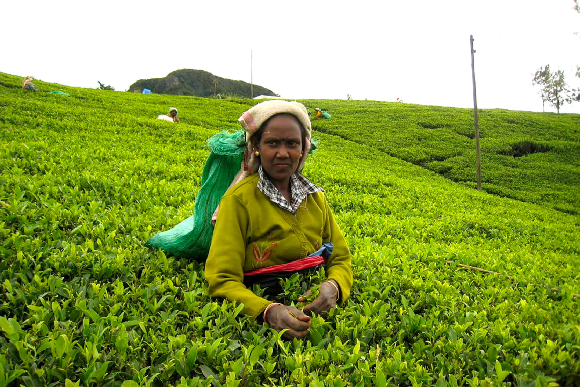 茶農園で茶葉をつむ女性